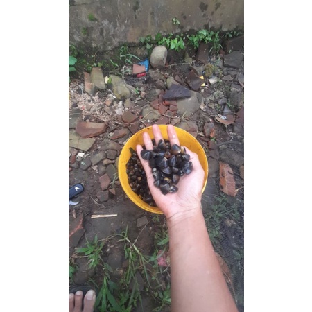 Remis Sungai Obat Herbal Haremis Cece Kuning Air Tawar 500 Gram