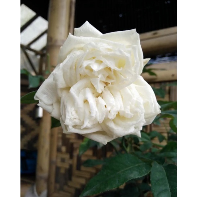 tanaman bunga mawar kampung putih wangi