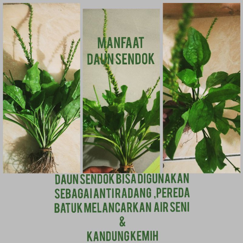 

Daun sendok segar500gram