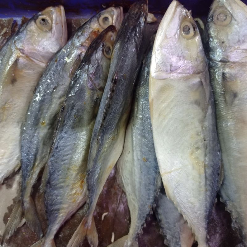 

peda putih