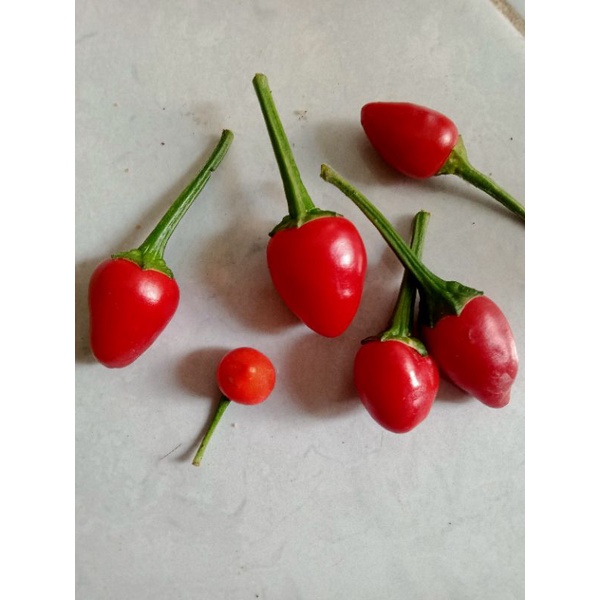 Benih cabe hias daun varigata