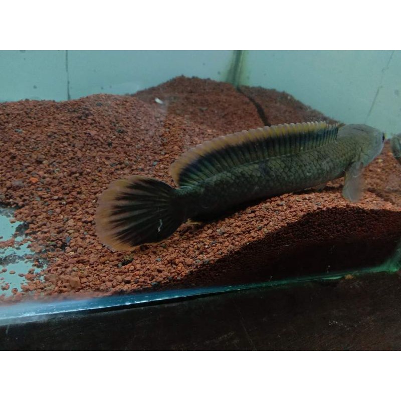 channa limbata lawu, beby