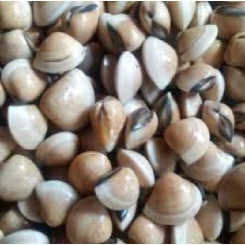 

Kerang Tahu (Kepa) 1kg