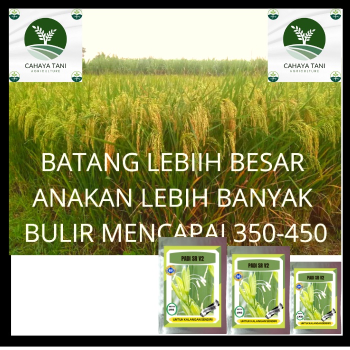 Benih Bibit Unggul Padi SR V2 75 hst berat 1kg