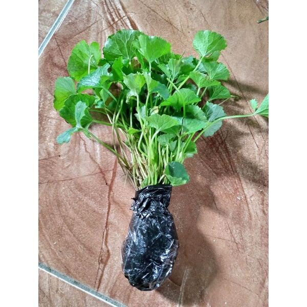 Bibit daun pegagan Bibit tangkai pegagan bibit pegagan