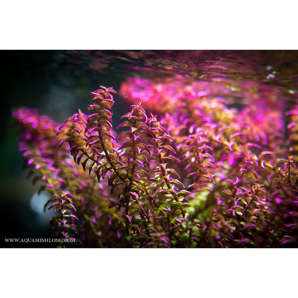 Rotala sp Pearl - Tanaman Aquascape