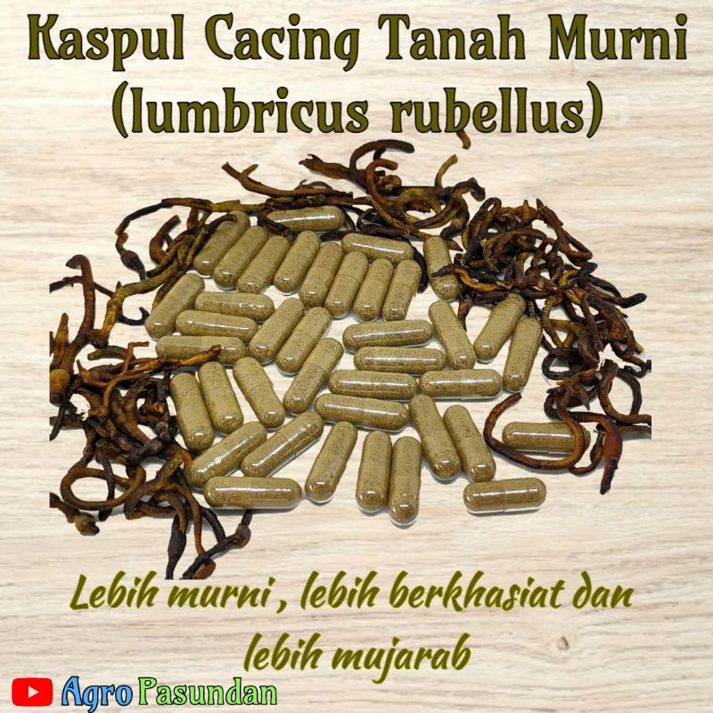 kapsul cacing tanah obat tipes / obat cacing tipes