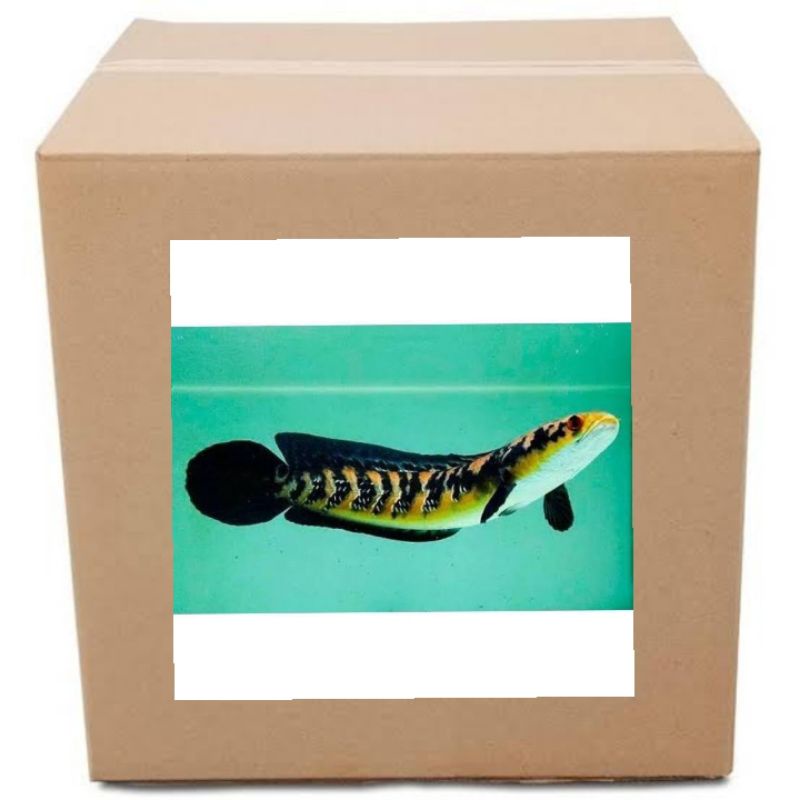 

Kardus maru riau 8-9cm (single tank)