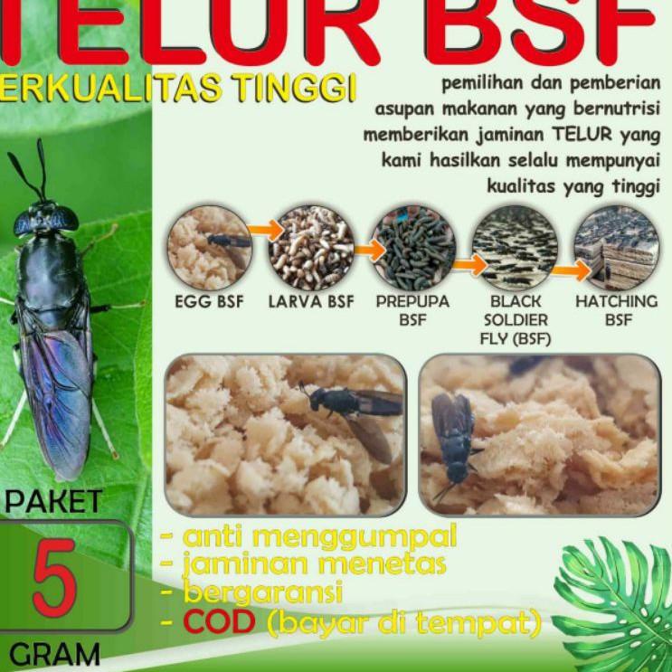 

お BEST QUALITY TELUR BSF PAKET EKONOMIS 5 gram ヂ