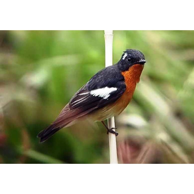 Burung Tledekan Mugimaki Jantan