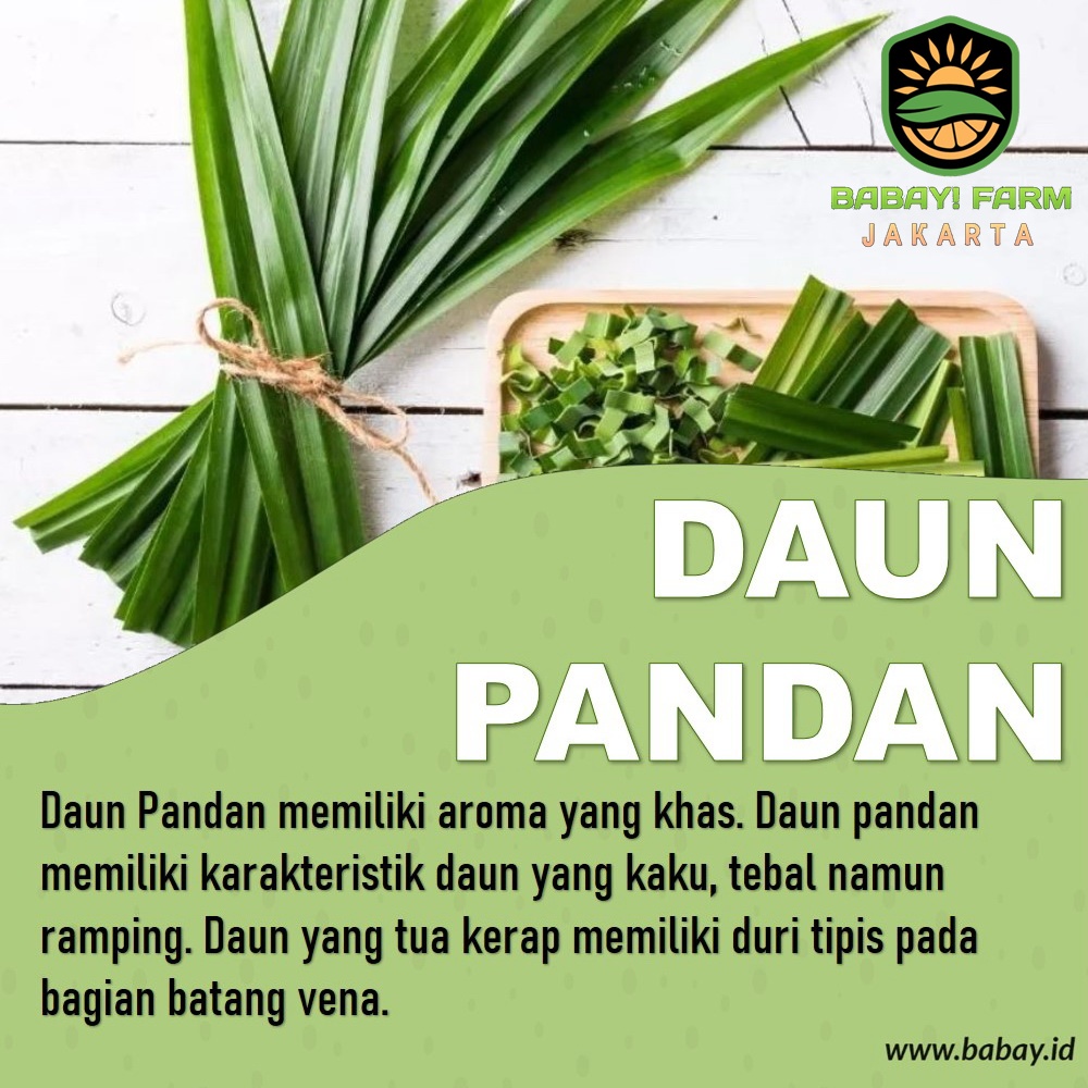 

Daun Pandan hijau Segar