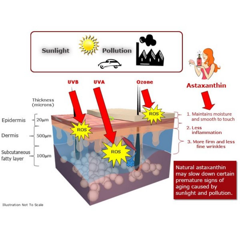 Vitayang Beaulok Astaxanthin Suplemen Kulit kecantikan Antioksidan Tinggi (6.000 X) Lebih Kuat Dari Vitamin C Original kk Indonesia