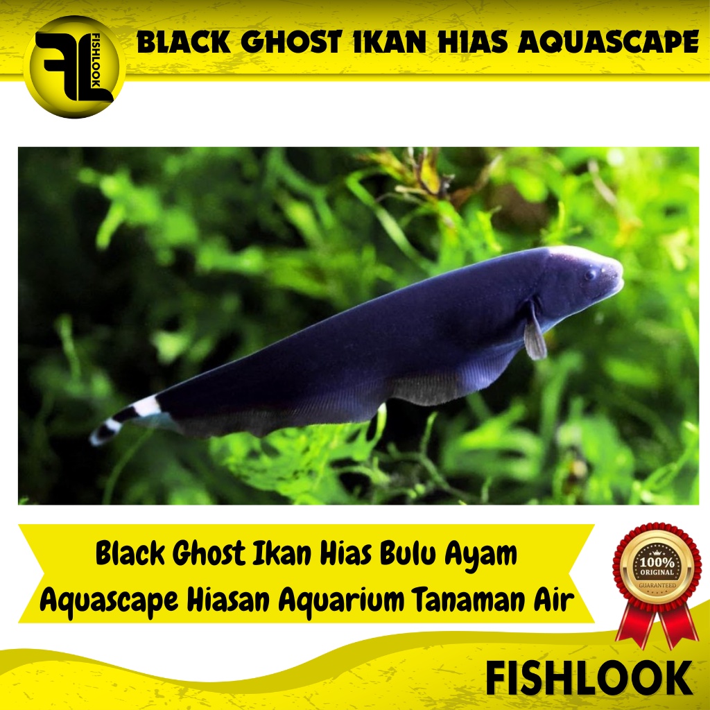 Black Ghost / Ikan Hias Air Tawar / Ikan Hias Aquascape - Size Dewasa