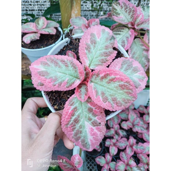 episcia Cleopatra