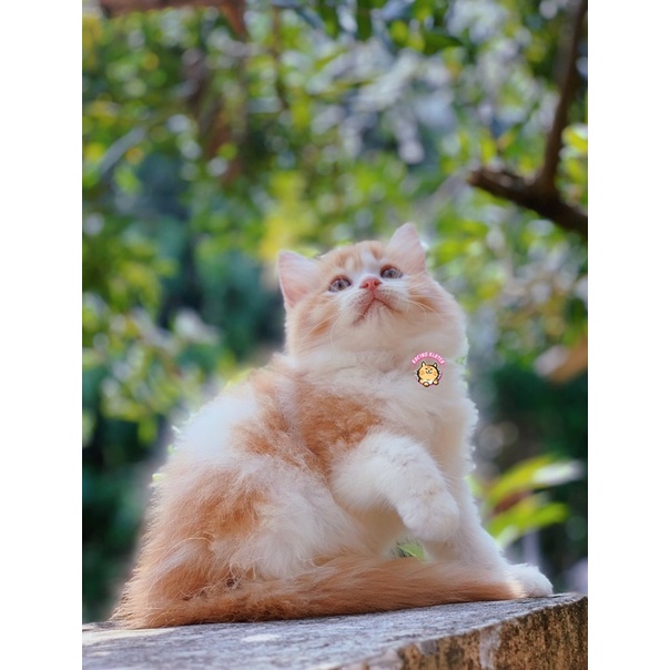 KUCING OREN PUTIH BETINA