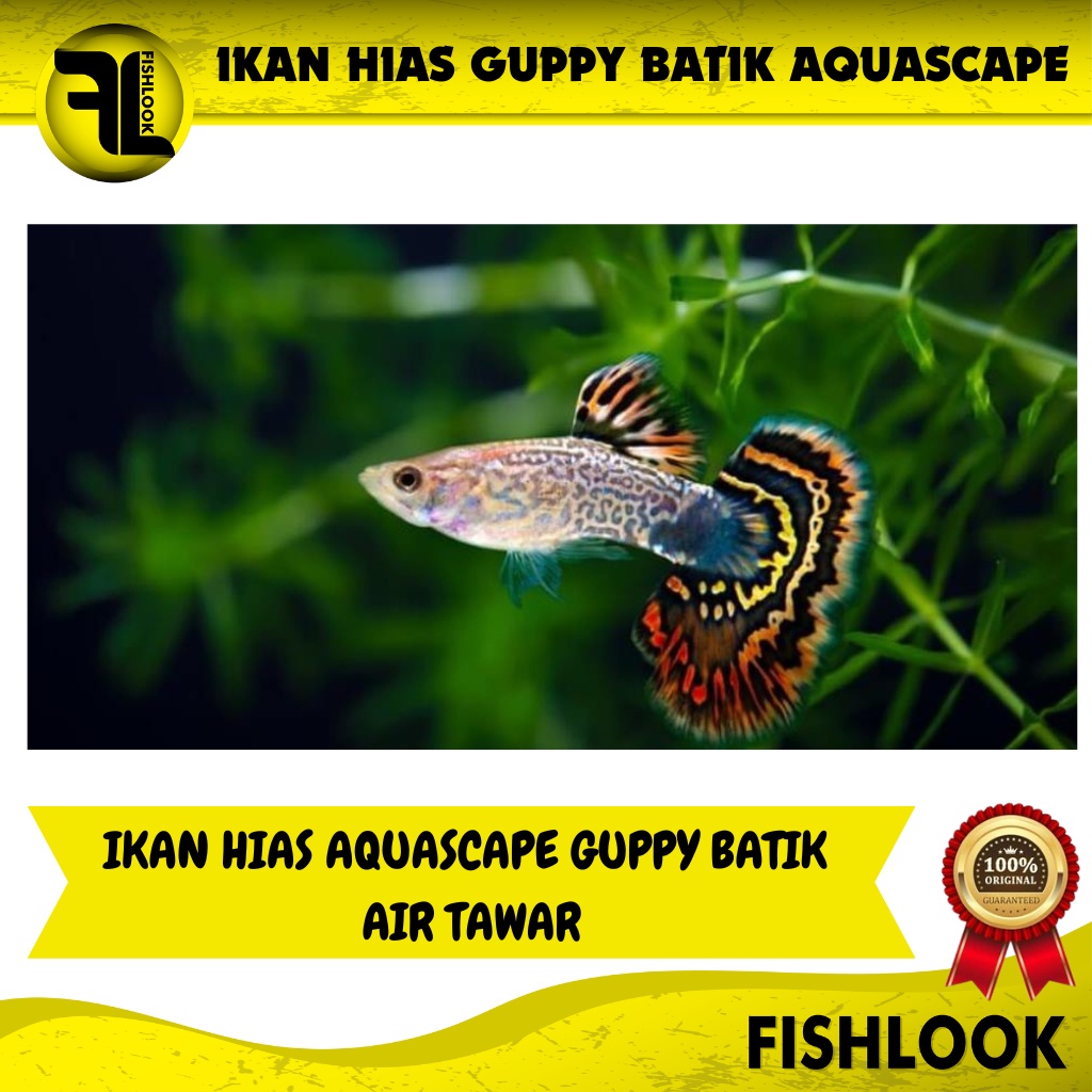 Ikan Guppy Hias Aquascape Air Tawar Aquarium Dragon