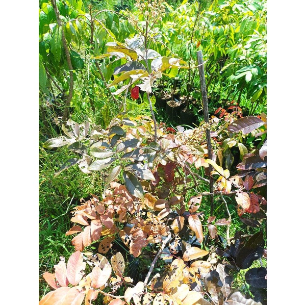 KELENGKENG MERAH BERBUNGA BATANG BESAR