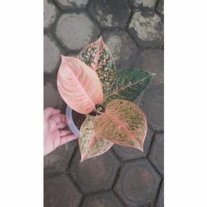 aglonema stardust orange anakan bunga