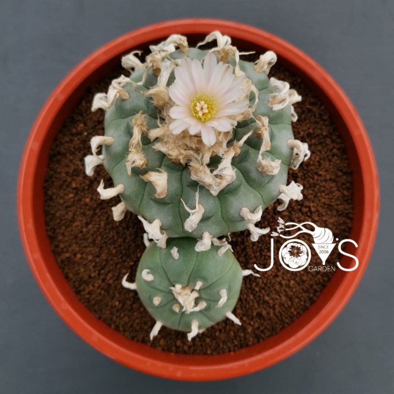 Biji Kaktus : Paket Biji Lophophora williamsii isi 10 butir