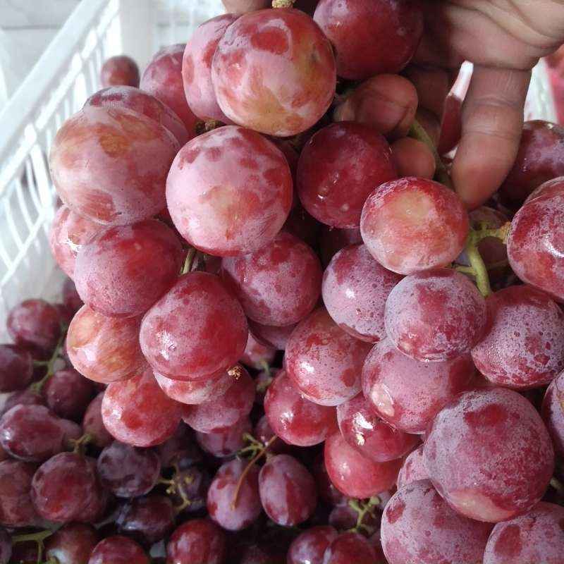 

buah anggur manis 1kg