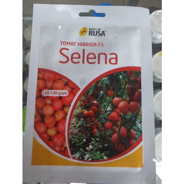 Bibit Benih Tomat Hibrida F1 Selena 10gr Benih Tomat Besar