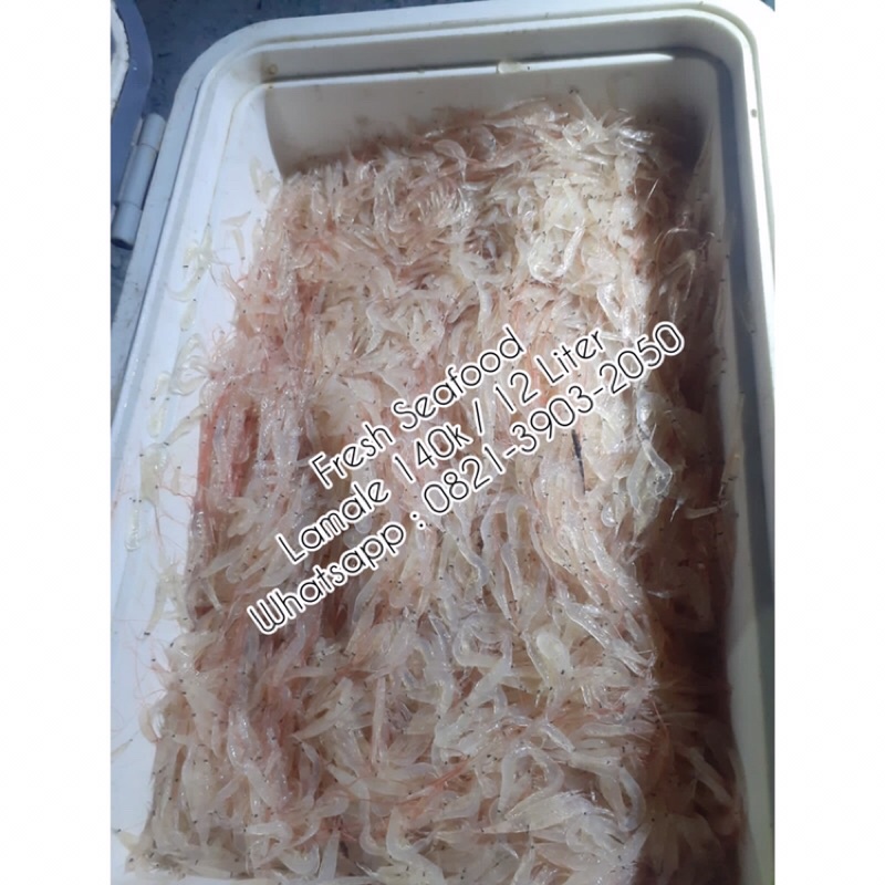 

lamale ebi rebon benur anak bayi udang kecil umpan mancing pancing segar 12 liter party size ukuran pesta