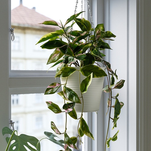 FEJKA Tanaman tiruan dalam pot, hoya kerrii/digantung, 15 cm