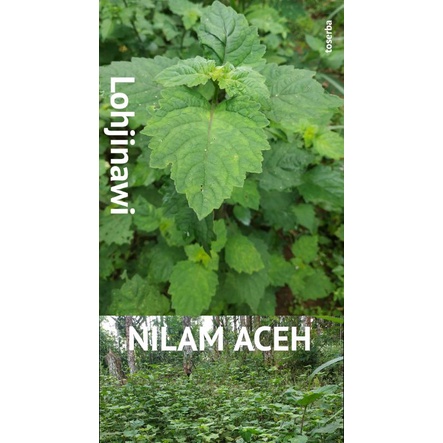 Daun Nilam Segar Pilihan, Asli Nilam Aceh 1 kg