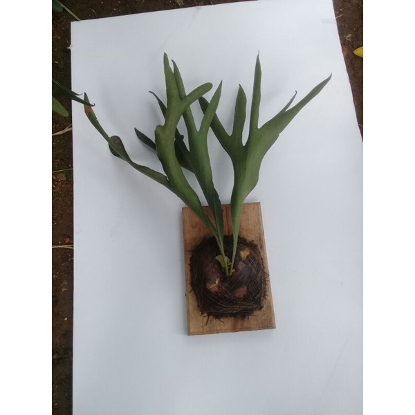 platycerium bifurcatum silver