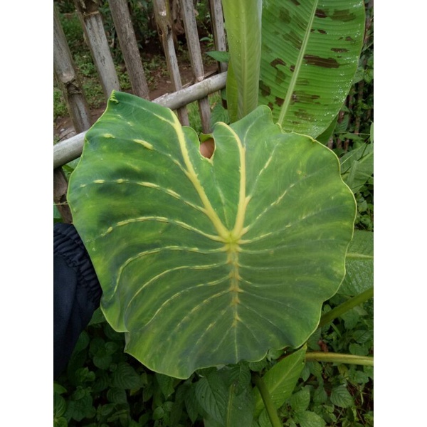 (Ukuran Kecil) Bibit Colocasia Yellow Mask Ori Import