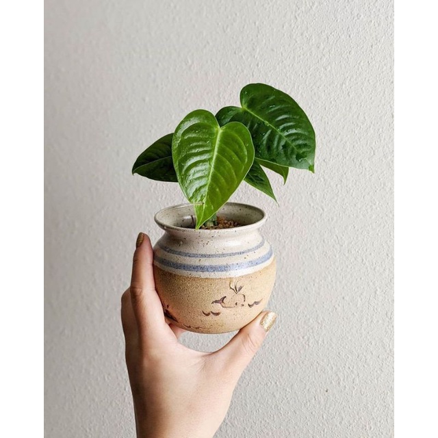 BIBIT ANTHURIUM VIETCHII ORYGINAL