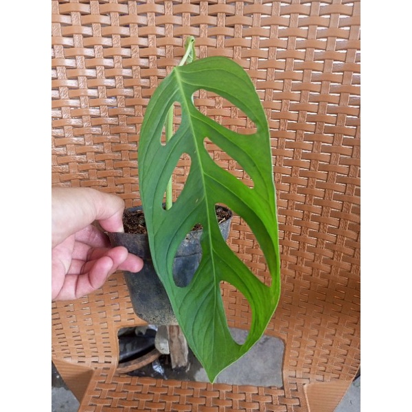 Tanaman hias Janda bolong Daun Besar