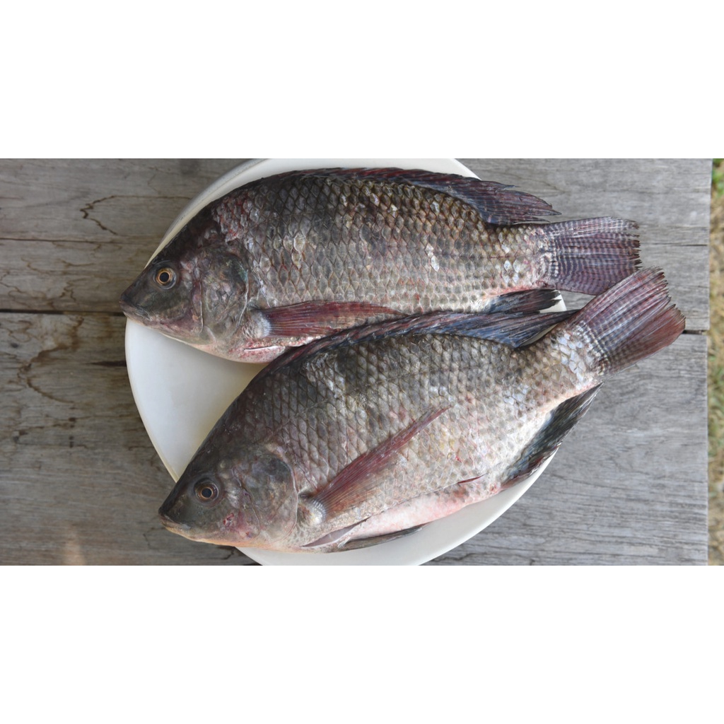 

Ikan Mujair 100gr, Sameday Instan Delivery Jogja