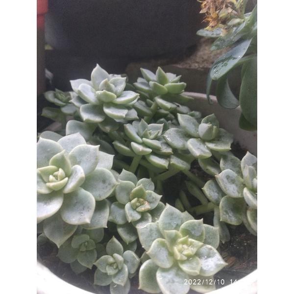 Tanaman sukulen mawar.