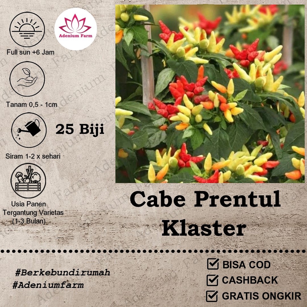 Benih Cabe Rawit Prentul Klaster Benih Cabai Rawit Merah Viral Super Buah Bergerombol Sayuran