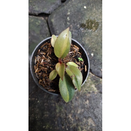 philodendron Black Cardinal Varigata