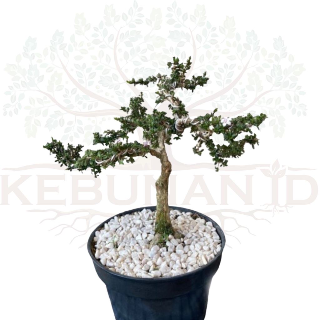 Tanaman Bonsai Hidup Mirten Mikro Sudah Jadi Free Pot  Semen Bonsai Siap Pajang