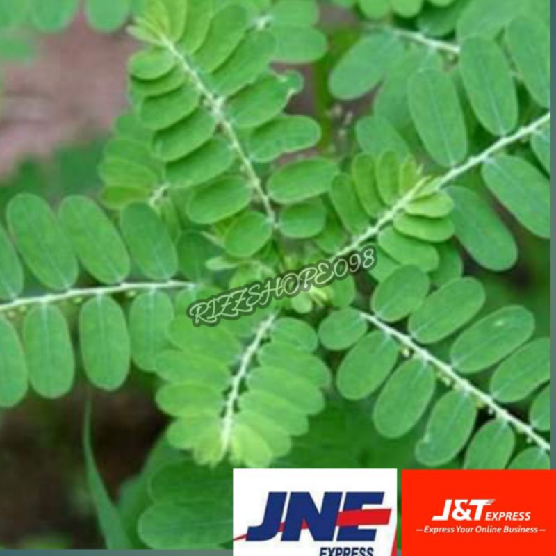

DAUN MENIRAN SEGAR 500 GRAM