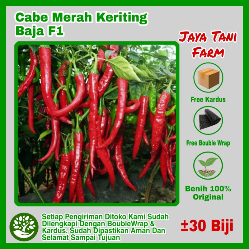 30 Biji Benih Cabe Merah Keriting Baja F1 Super  / Bibit Sayuran Cabai Hias Rasa Unik / Benih Sayura