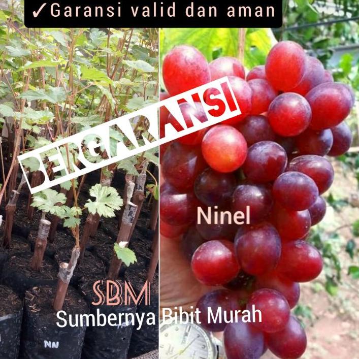 ➔ Bibit Anggur Ninel - Anggur Impor Ninel ㅵ