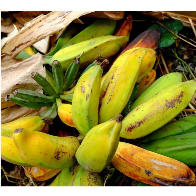 

Pisang Batu atau klutuk mentah