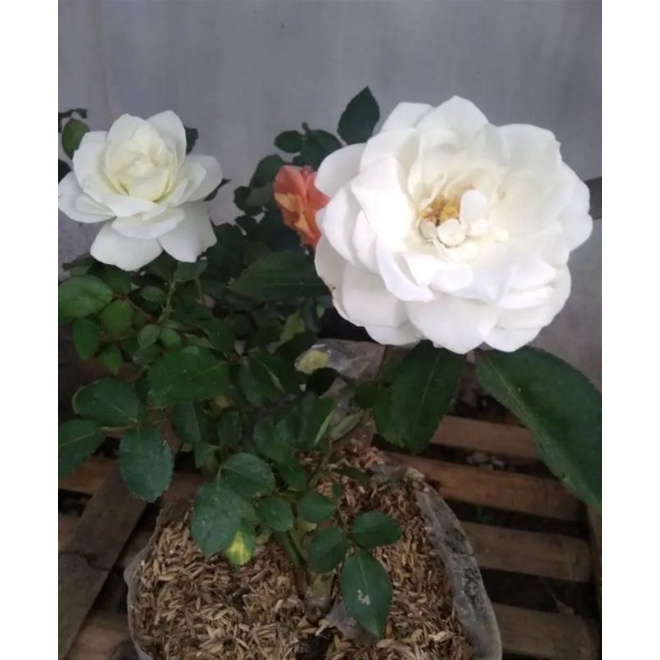 tanaman bunga mawar holland putih