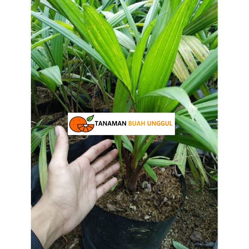 Bibit Palem Merah Tanaman Hias Palem Merah Hidup Asli