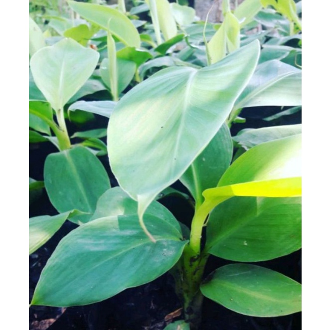 Bibit pisang cavendish grand nain