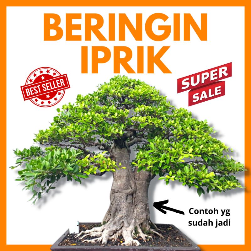 Bahan Bonsai Beringin Iprik