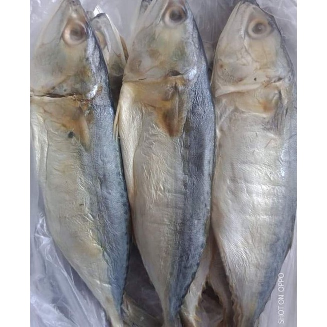 

ikan asin gembung