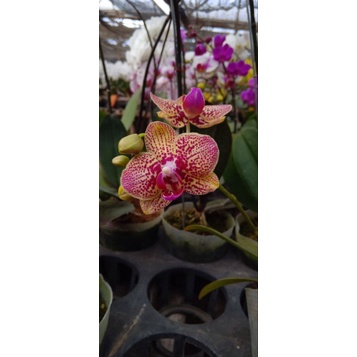 anggrek bulan mini kualitas grade B