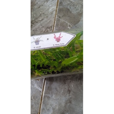 botolan dendro keriting