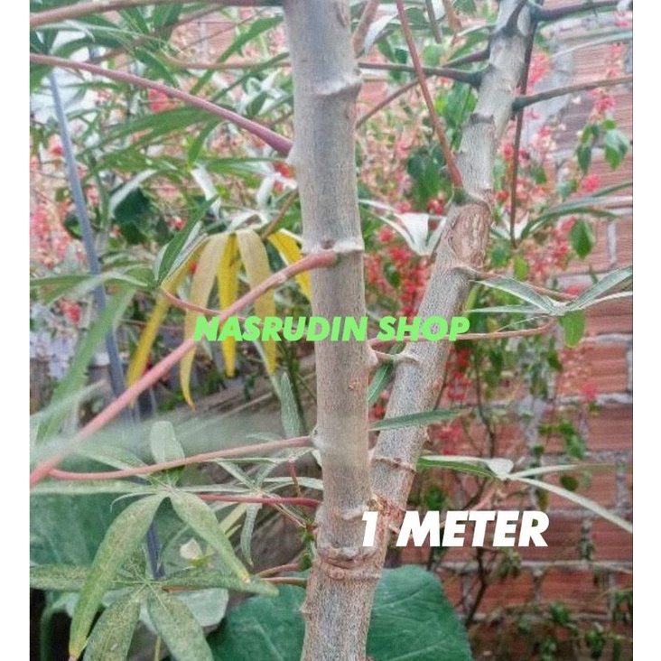 

[Fresh] BIBIT SINGKONG 1 METER 1KG JENIS CAMPUR UNTUK PAGAR HIDUP