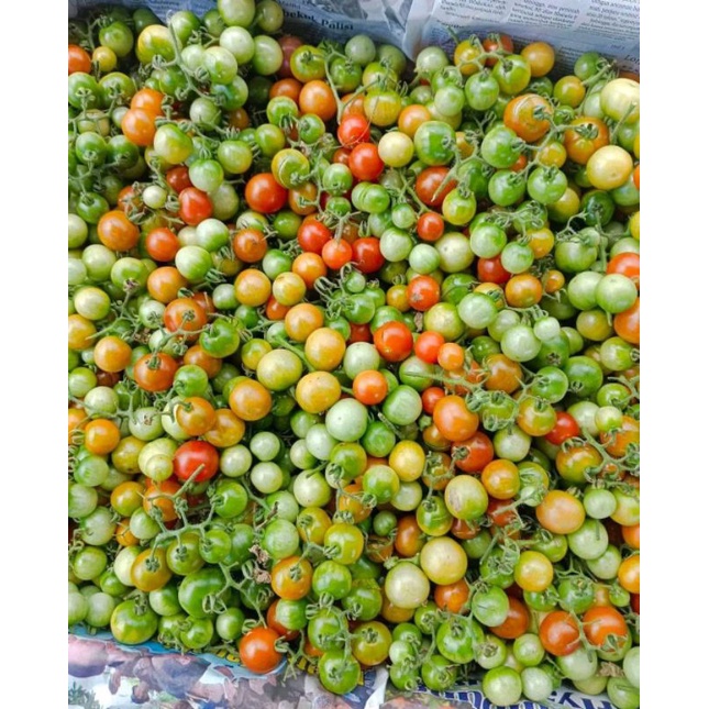 

jual tomat ceri atau tomat bonot segar